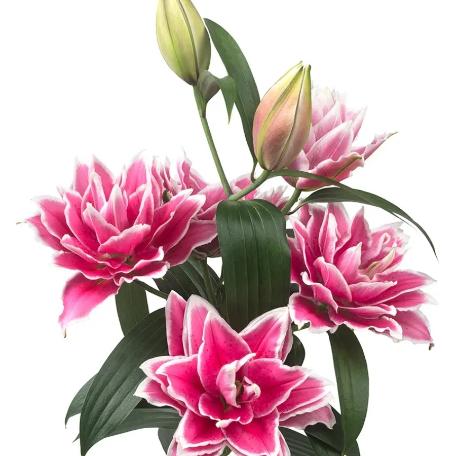 Лилия Роузлили Саманта - Dolinasad.by