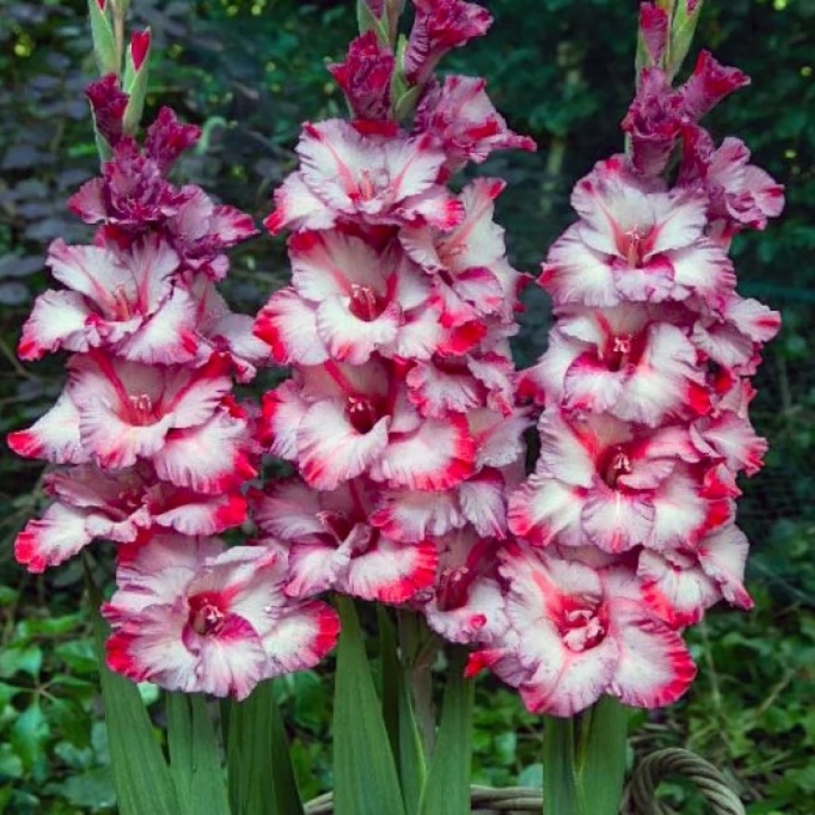 Гладиолус Тедс Трамп - Dolinasad.by