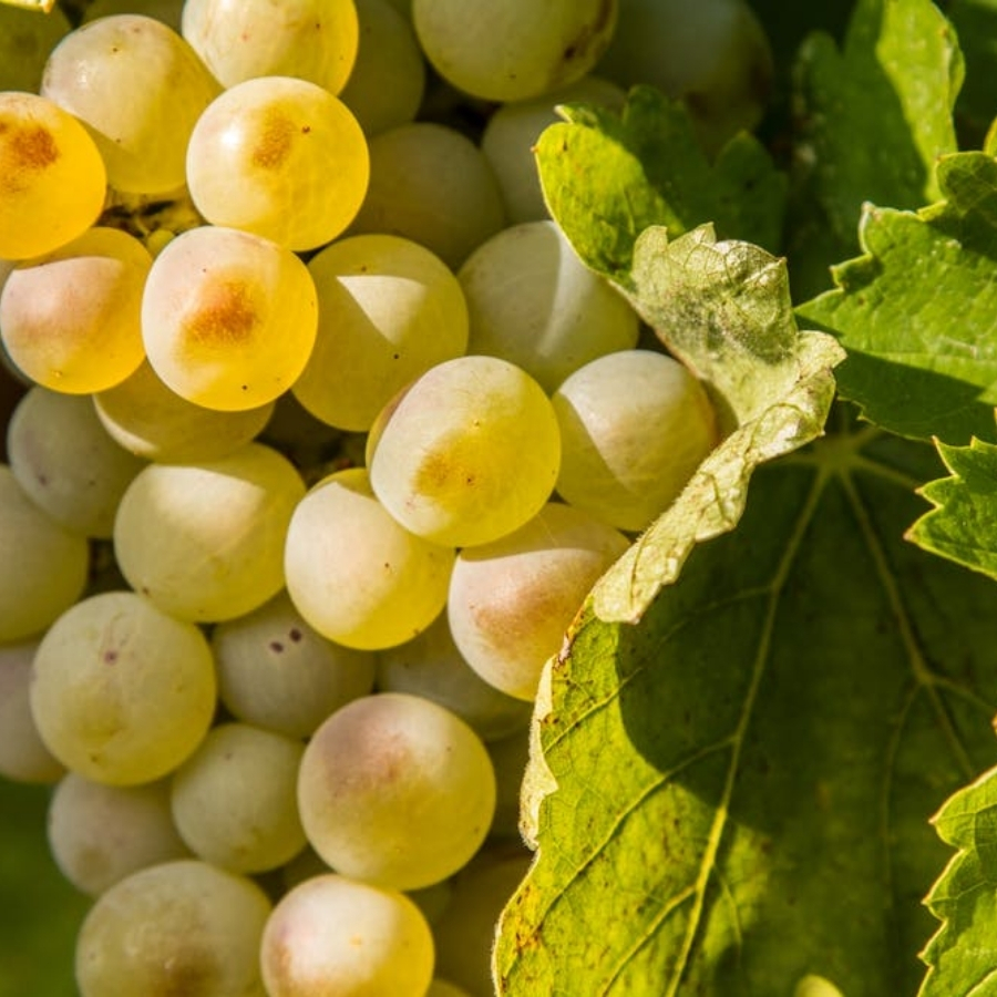 Виноград Мускат Италия - Dolinasad.by