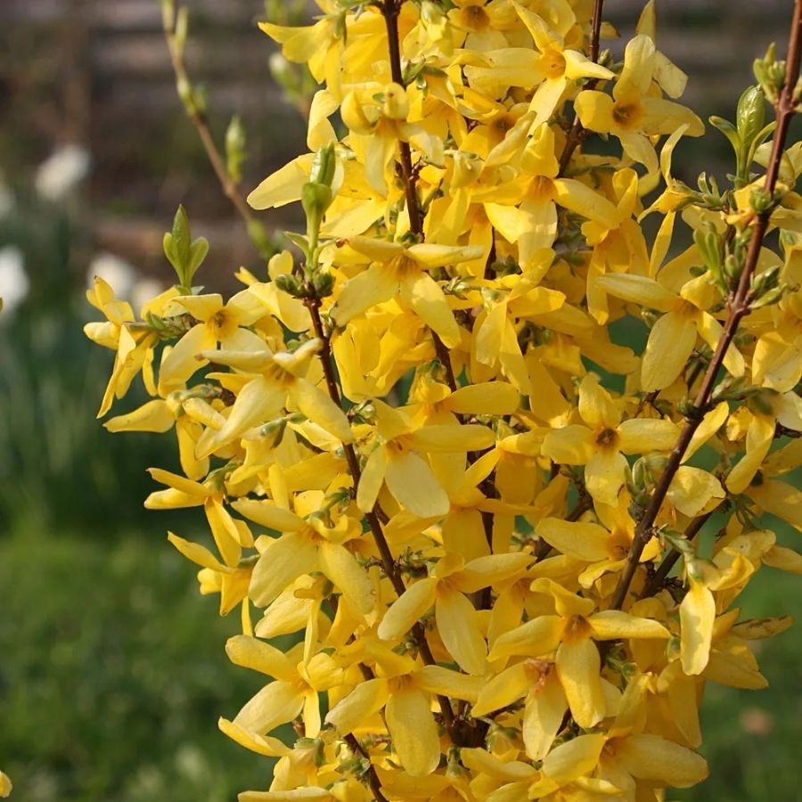 Форзиция Миниголд, С3 - Dolinasad.by