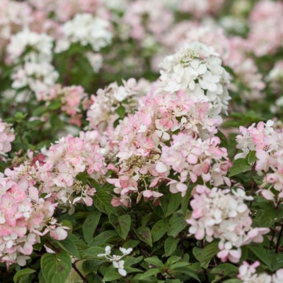 Гортензия метельчатая Даймонд Руж  / Рендиа, С2 - Dolinasad.by