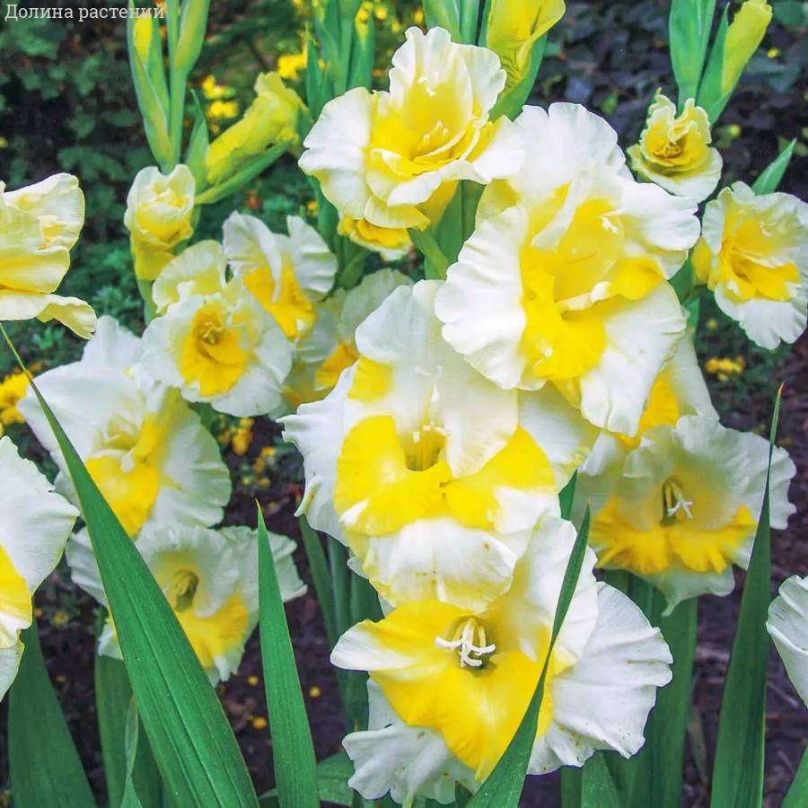 Гладиолус Багги - Dolinasad.by
