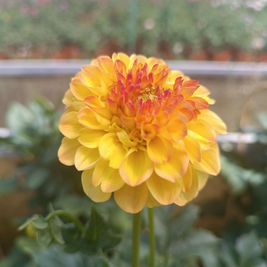 Георгина Санни Бой - Dolinasad.by