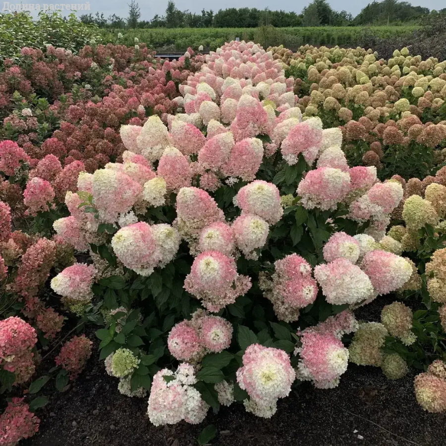 Гортензия метельчатая Пикачу, С2 - Dolinasad.by