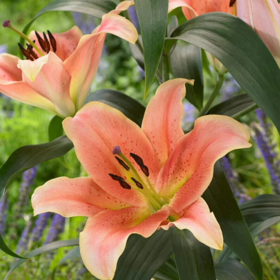 Лилия Зельмира Лилия Зельмира - Dolinasad.by