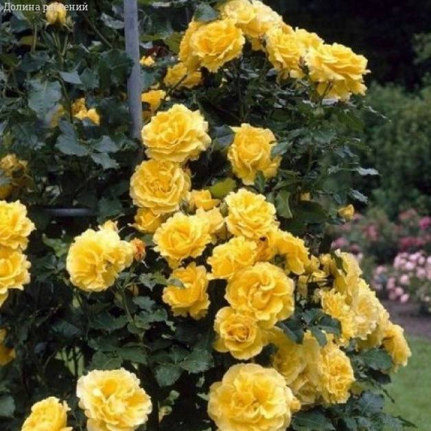 Роза Казино в горшке - Dolinasad.by