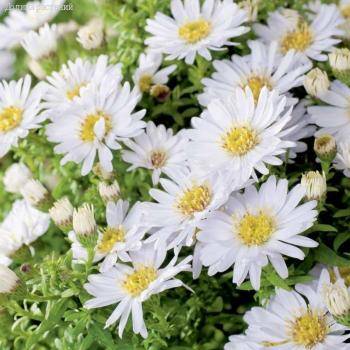 Астра кустарниковая Шнеекисен - Dolinasad.by