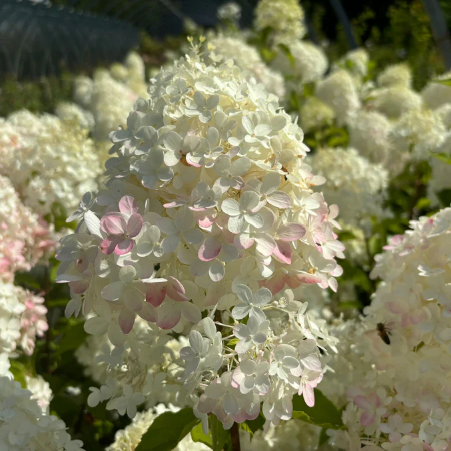 Гортензия метельчатая Пикачу, С2 - Dolinasad.by