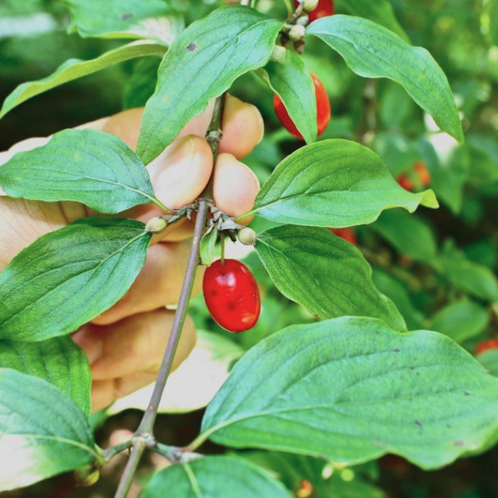 Дерен обыкновенный - Dolinasad.by