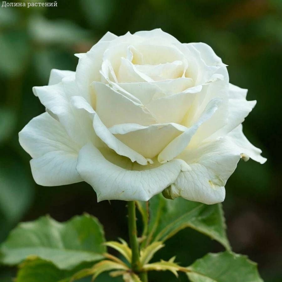 Роза Белый Медведь (аромат) - Dolinasad.by