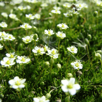 Мшанка шиловидная , P11 фото