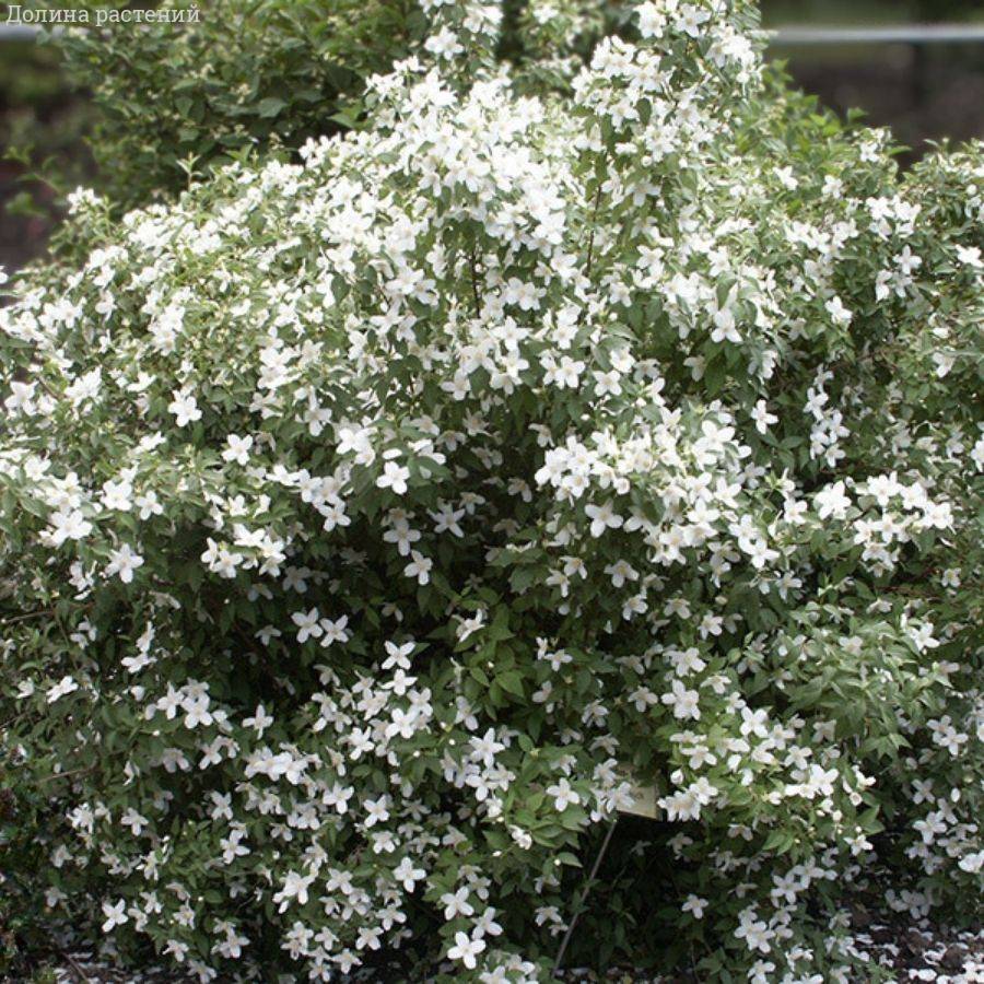 Чубушник Силберреген, С3 - Dolinasad.by