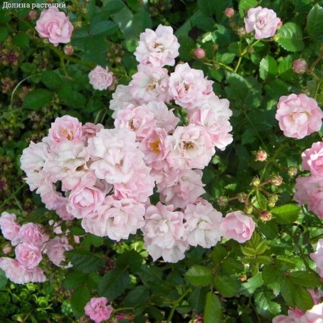 Роза Баллада в горшке - Dolinasad.by