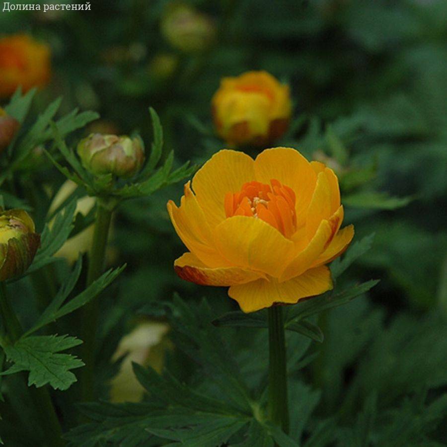 Купальница Оранж Крест - Dolinasad.by