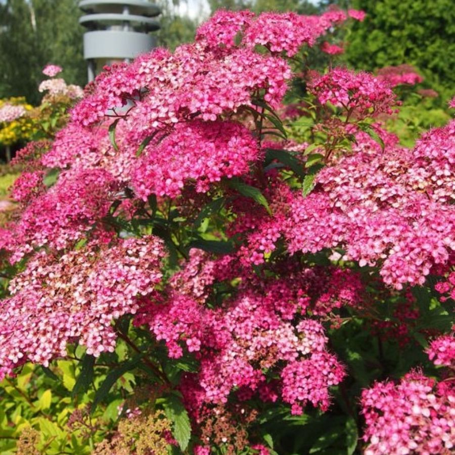 Спирея японская Фробелии, С1 - Dolinasad.by