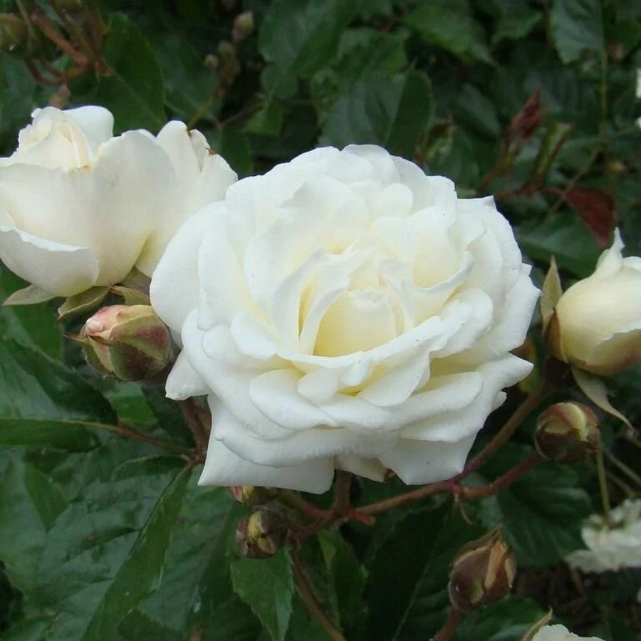 Роза Корснода - Dolinasad.by