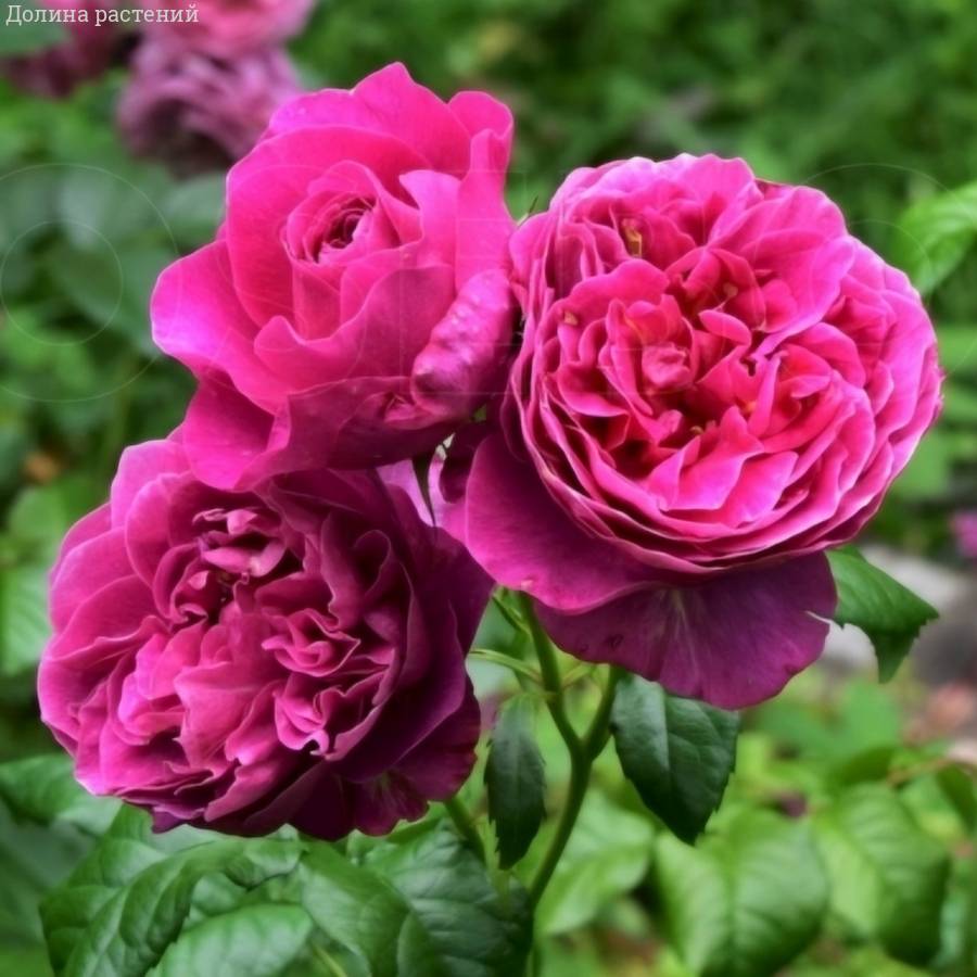 Роза Кейт - Dolinasad.by