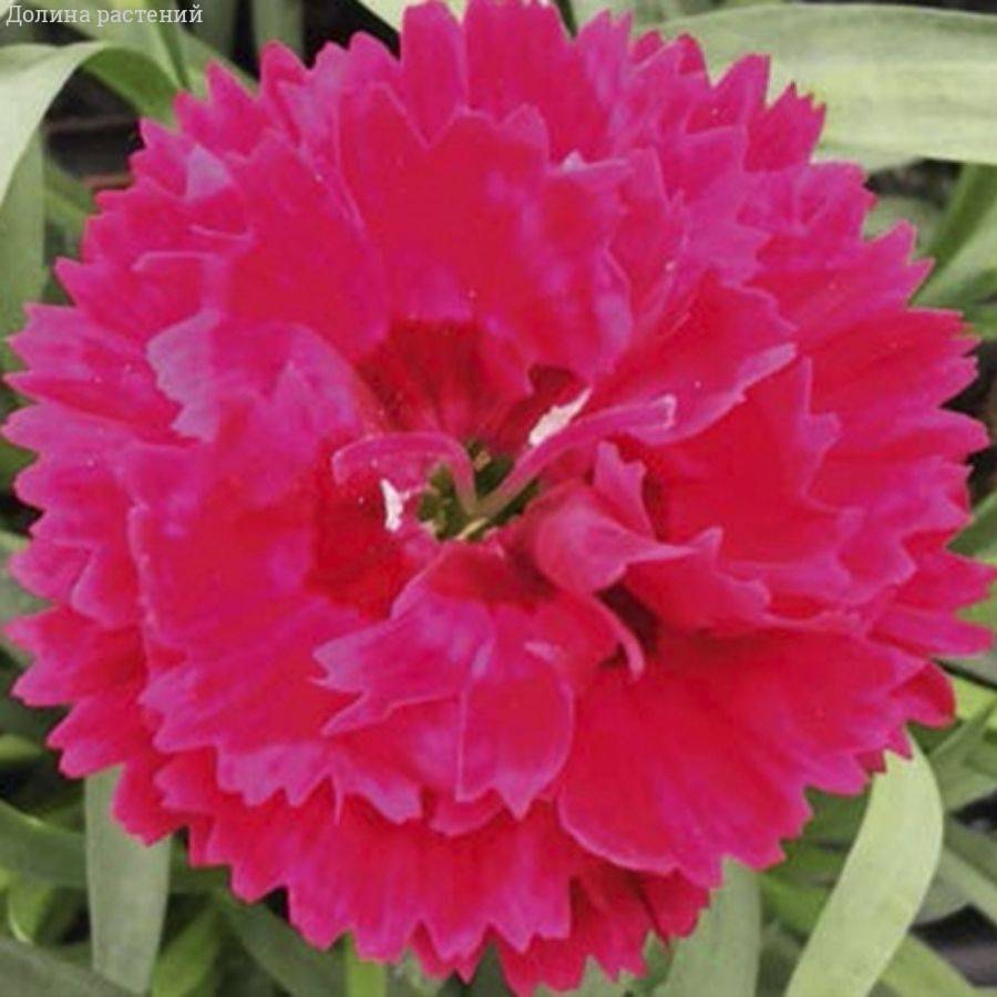 Гвоздика Свит Плеже Черри Айз - Dolinasad.by