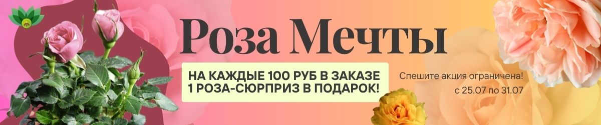 акция роза в подарок от 100 руб