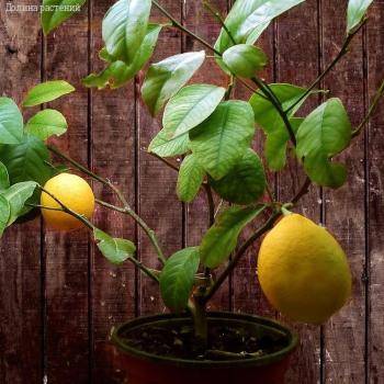 Гибрид Лимон+Апельсин Мейера (С ПЛОДАМИ!) фото