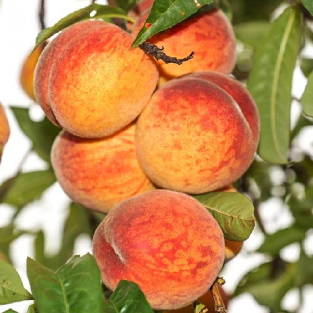 Купить саженцы низкорослых персиков из питомника в интернет магазине ДолинаРастений