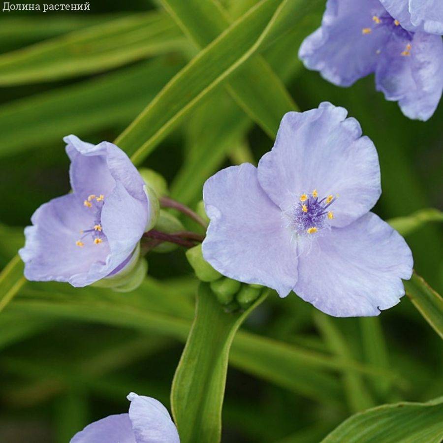 Традесканция андерсона Литл Долл - Dolinasad.by
