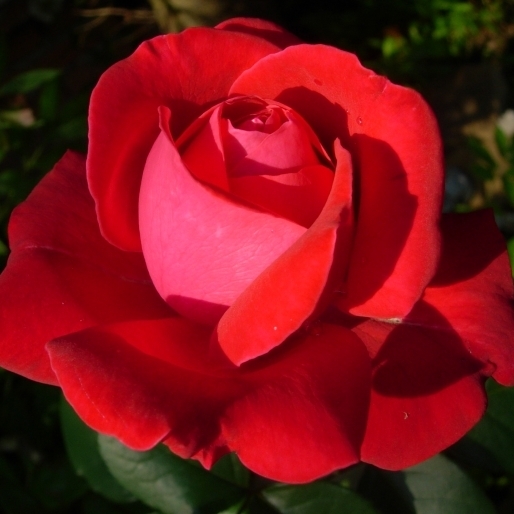 Роза Дама де Кюр фото
