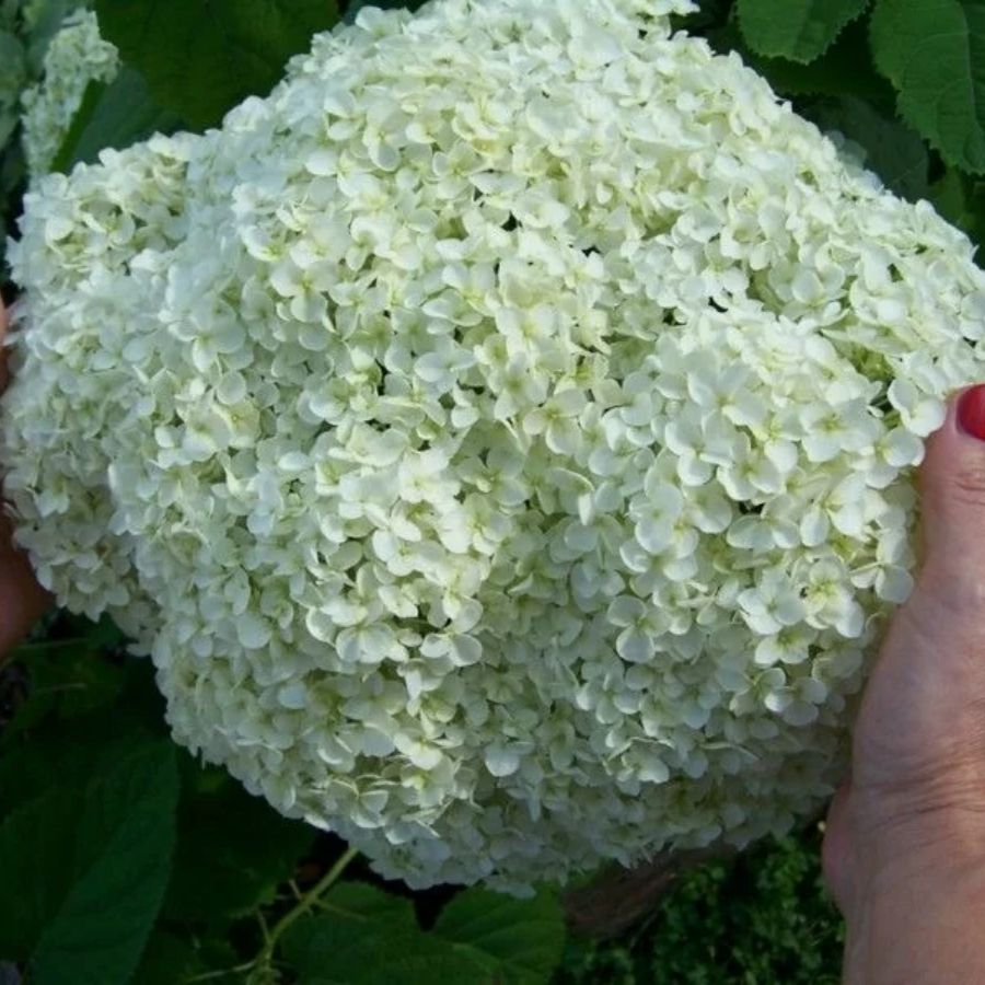 Гортензия древовидная Баунти, С2 - Dolinasad.by