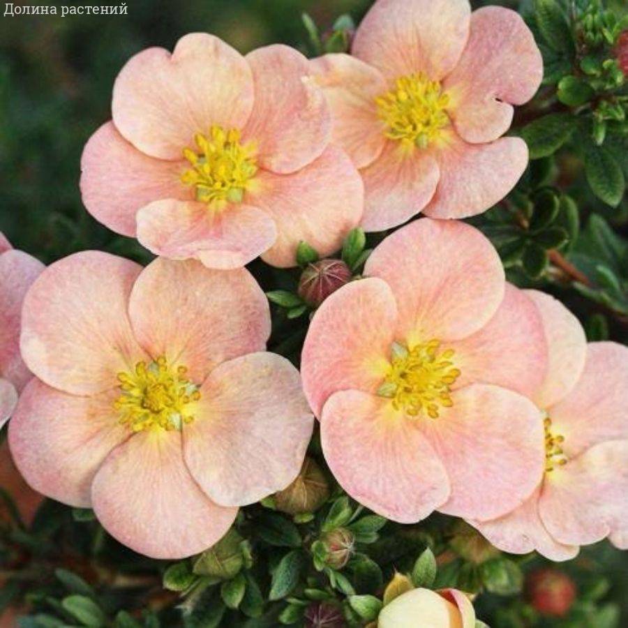 Лапчатка Дэйдон, С3 - Dolinasad.by