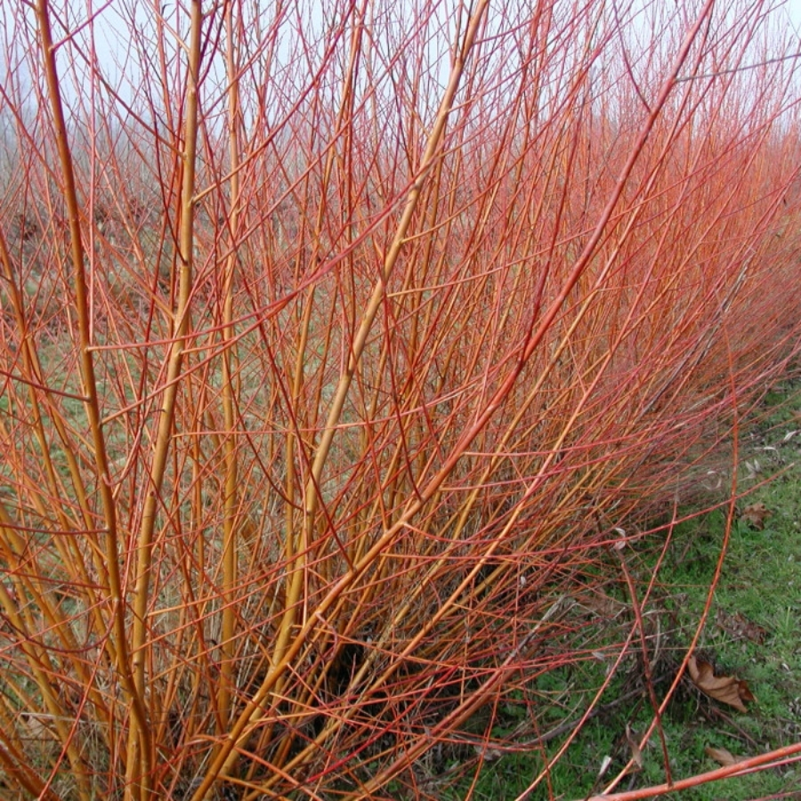 Ива прутовидная, С3 - Dolinasad.by