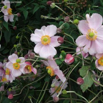 Анемона гибридная Макс Вогель - Dolinasad.by
