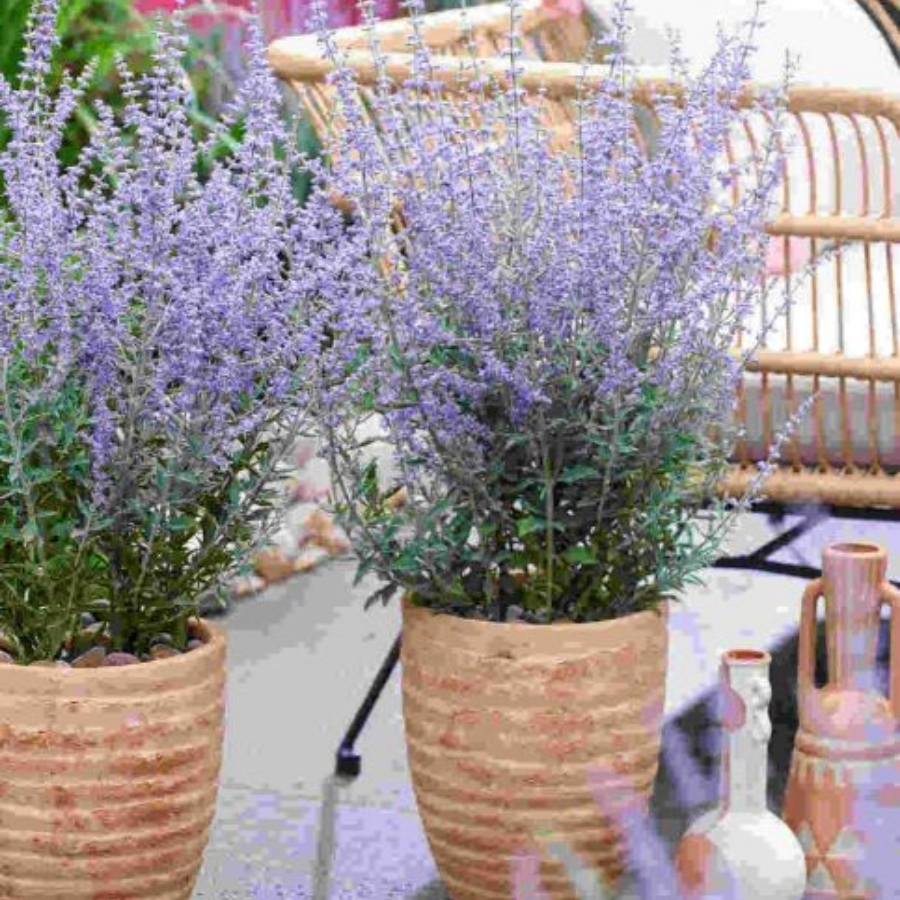 Перовския лебедолистная Прайм Тайм - Dolinasad.by