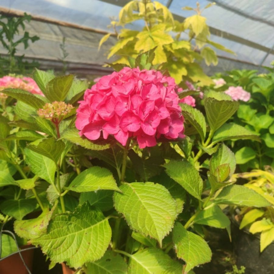 Гортензия крупнолистная Ред Энджел, С2 - Dolinasad.by