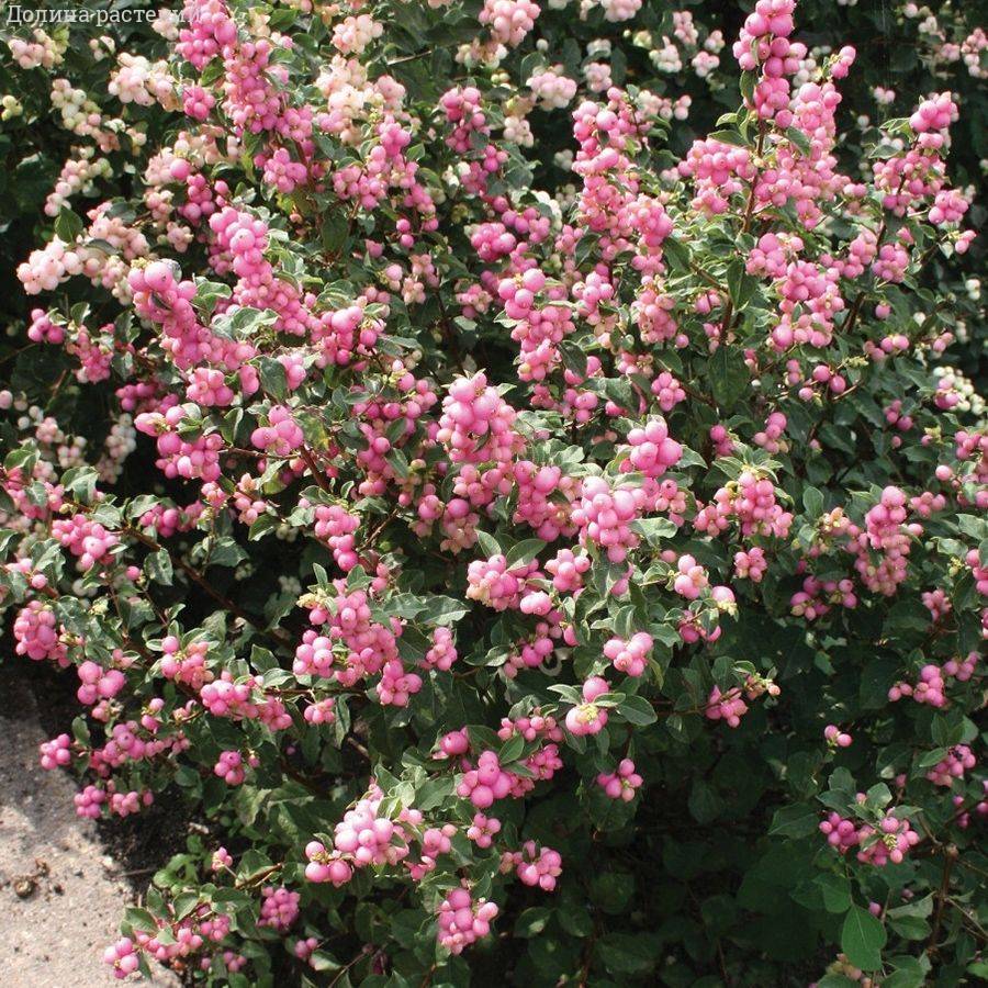 Снежноягодник  Мазер оф Перл, С3 - Dolinasad.by