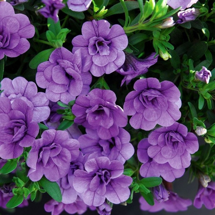 Калибрахоа Алоха Дабл Лавендер - Dolinasad.by