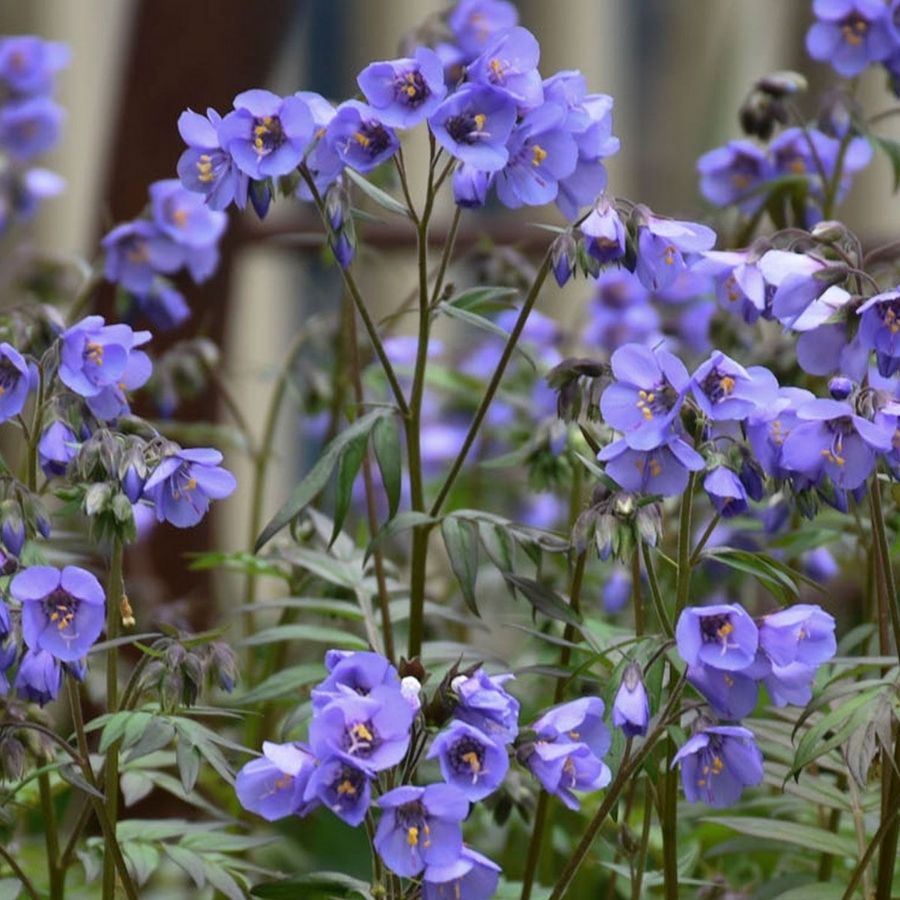 Синюха Хевен Скинт - Dolinasad.by