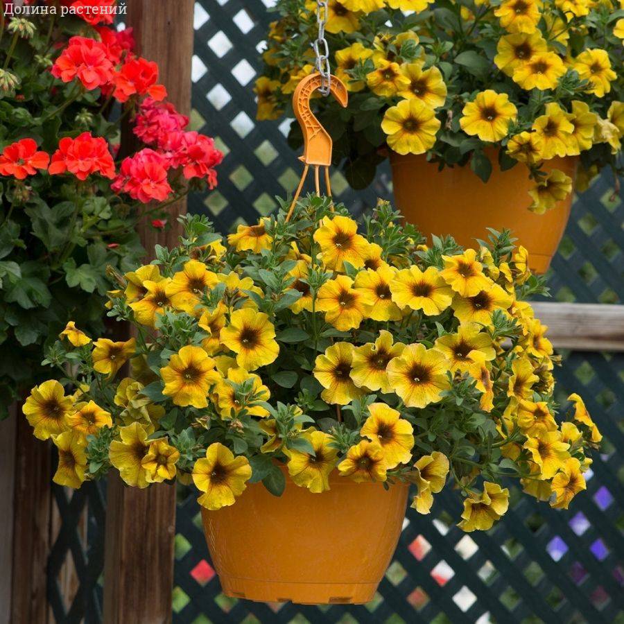 Петхоа Бьютикал Карамель Еллоу - Dolinasad.by