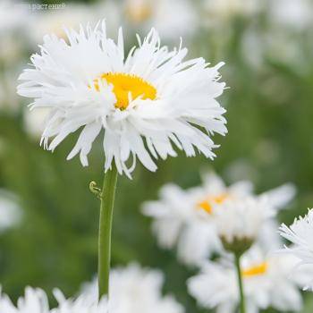 Нивяник крупный Сноудрифт - Dolinasad.by