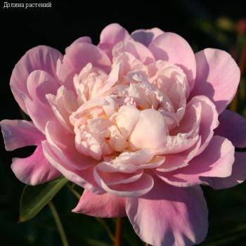 Пион Катарина Фонтейн - Dolinasad.by