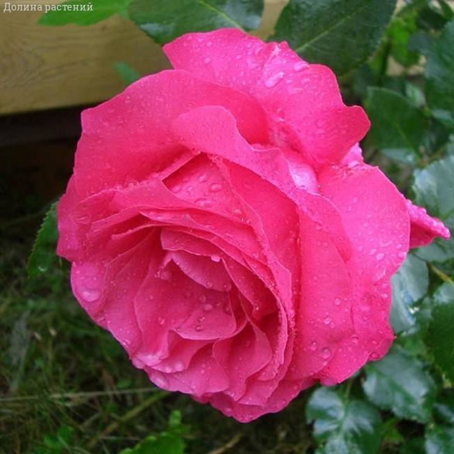 Роза Европа в горшке - Dolinasad.by