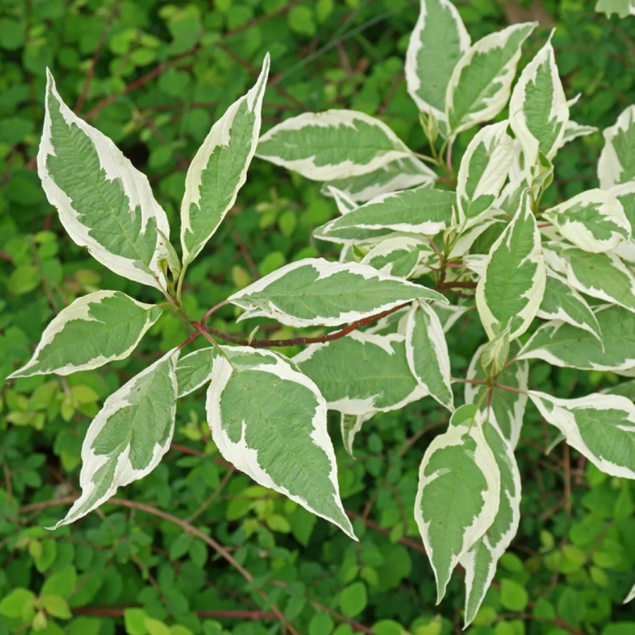 Дерен белый Элегантиссима, С2 - Dolinasad.by