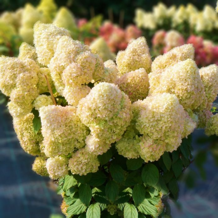 Гортензия метельчатая Диамантино, С2 - Dolinasad.by