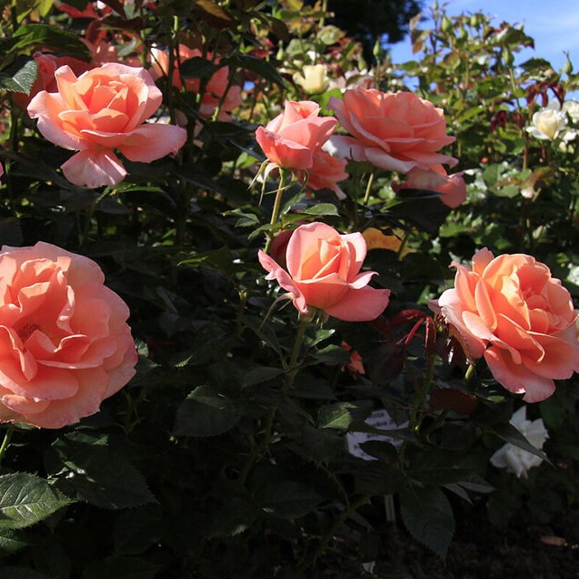 Роза Рене Госсини в горшке - Dolinasad.by