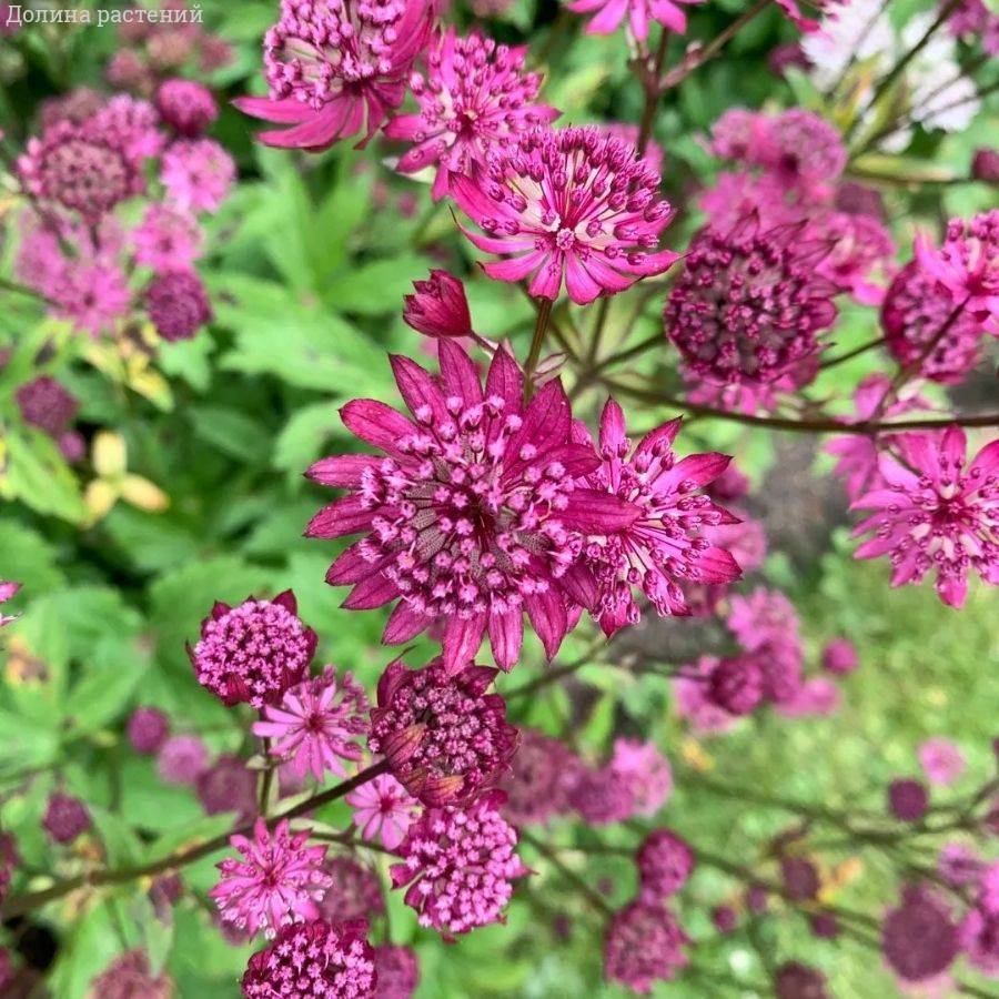 Астранция Дарк Шайни Айз - Dolinasad.by