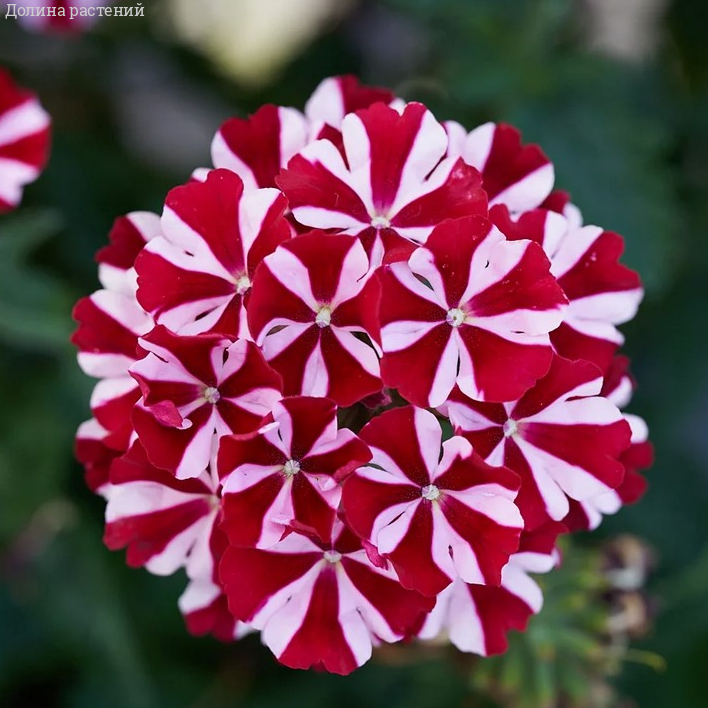 Вербена Дип Ред Стар - Dolinasad.by