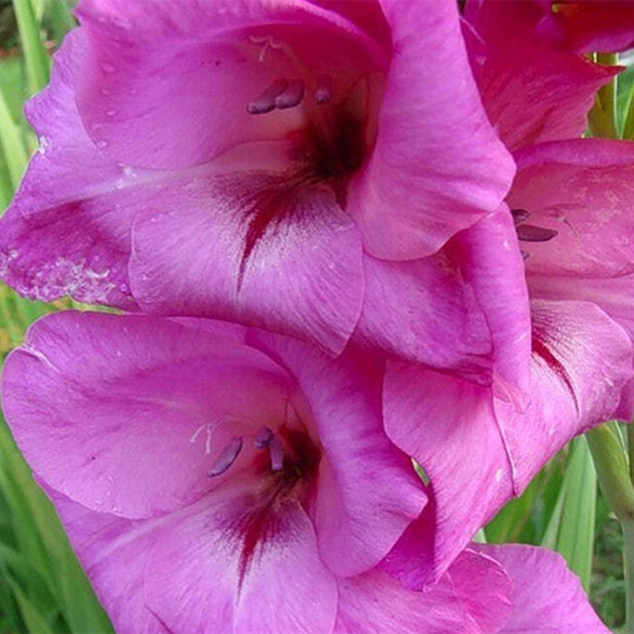 Гладиолус Фиделио - Dolinasad.by