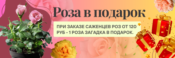 розы подарок