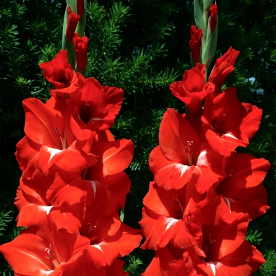 Гладиолус Трейдерхорн - Dolinasad.by