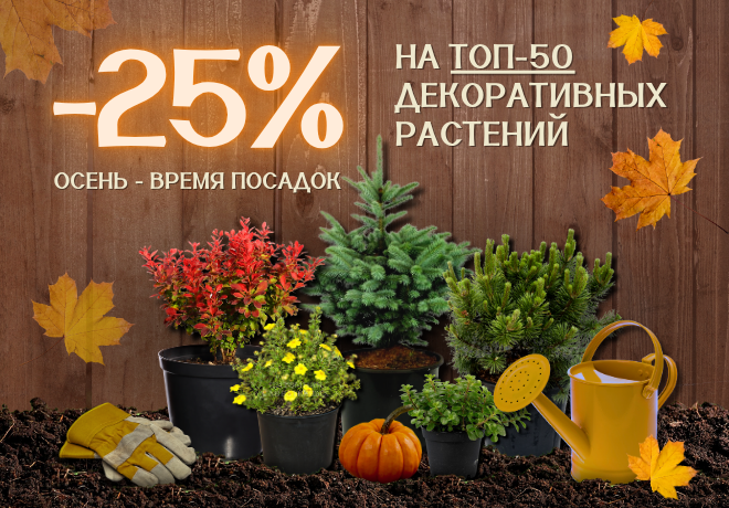 Топ-50 декоративных растений со скидкой 25%