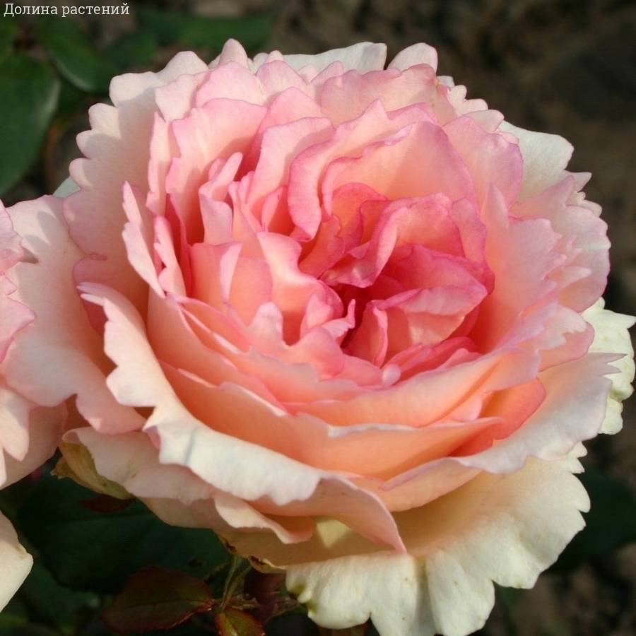 Роза Суиенер де Баден Баден Роза Суиенер де Баден Баден - Dolinasad.by